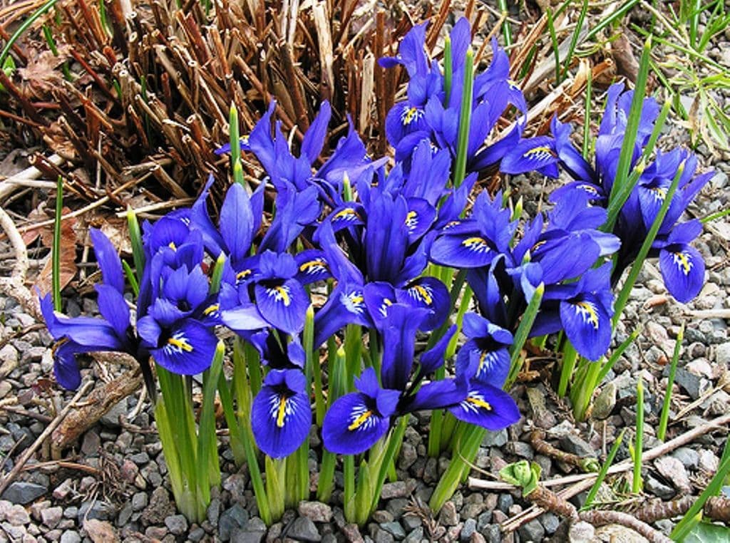 IRIS RETICULATA DWARF IRIS iris-reticulata-dwarf-iris