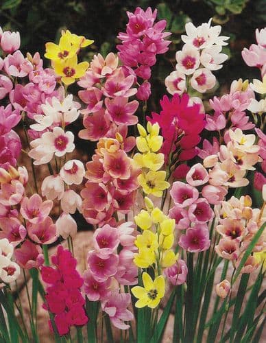 IXIAS MIXED CORN LILY