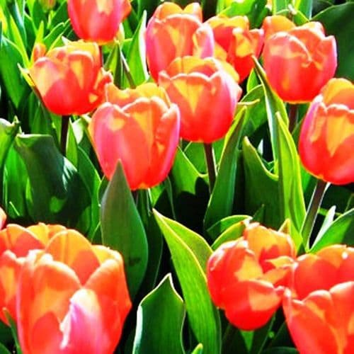 Jimmy Triumph Tulips