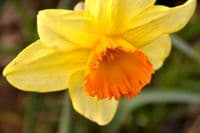 JUANITA LARGE CUPPED DAFFODIL