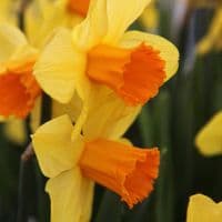 JUANITA LARGE CUPPED DAFFODIL