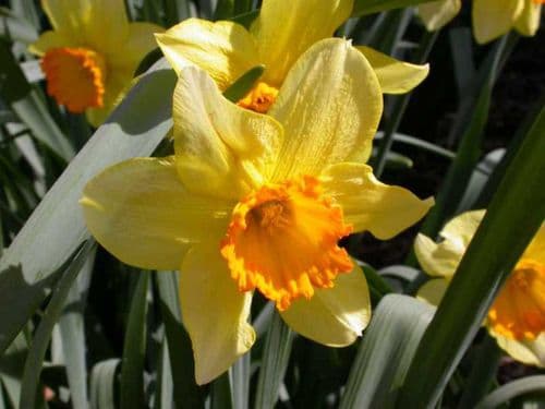JUANITA LARGE CUPPED DAFFODIL