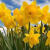 KING ALFRED YELLOW TRUMPET DAFFODIL