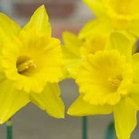 KING ALFRED YELLOW TRUMPET DAFFODIL