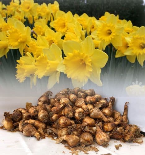 KING ALFRED YELLOW TRUMPET DAFFODIL