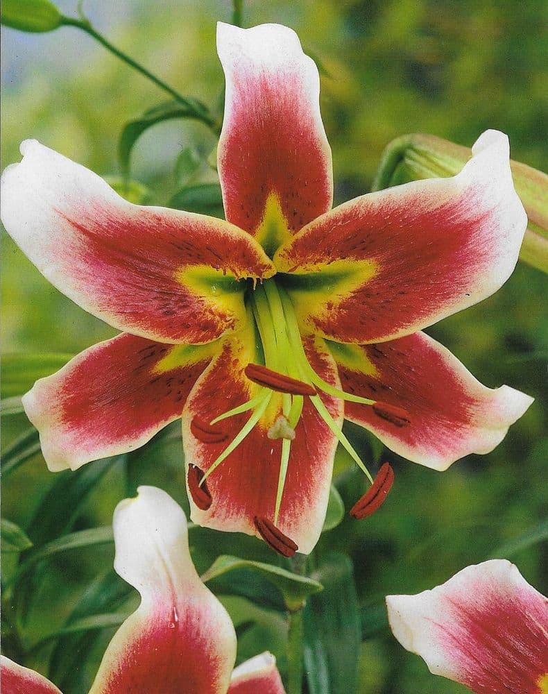 LESLIE WOODRIFF ORIENTAL TRUMPET LILY (TREE LIKE LILY)