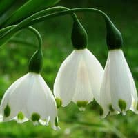 LEUCOJUM AESTIVUM GIANT SNOWDROP (SUMMER SNOWFLAKE)