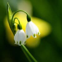 LEUCOJUM AESTIVUM GIANT SNOWDROP (SUMMER SNOWFLAKE)