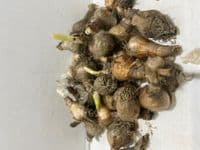 LEUCOJUM AESTIVUM GIANT SNOWDROP (SUMMER SNOWFLAKE)