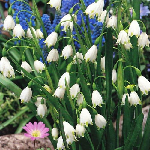 LEUCOJUM AESTIVUM GIANT SNOWDROP (SUMMER SNOWFLAKE)
