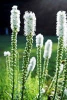 LIATRIS SPICATA ALBA