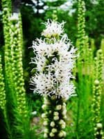 LIATRIS SPICATA ALBA
