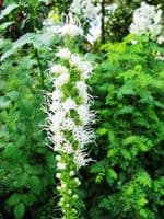 LIATRIS SPICATA ALBA