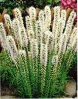 LIATRIS SPICATA ALBA