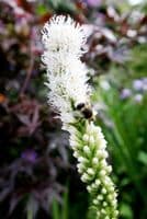 LIATRIS SPICATA ALBA