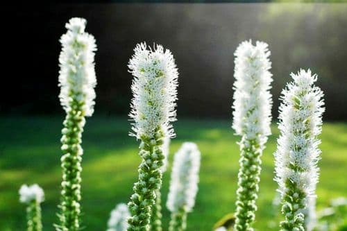 LIATRIS SPICATA ALBA