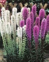 LIATRIS SPICATA MIXED