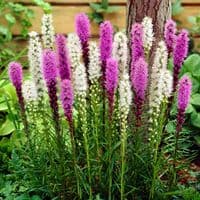 LIATRIS SPICATA MIXED
