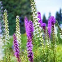 LIATRIS SPICATA MIXED