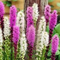 LIATRIS SPICATA MIXED