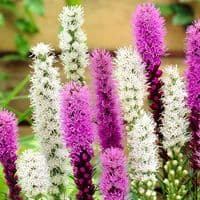LIATRIS SPICATA MIXED