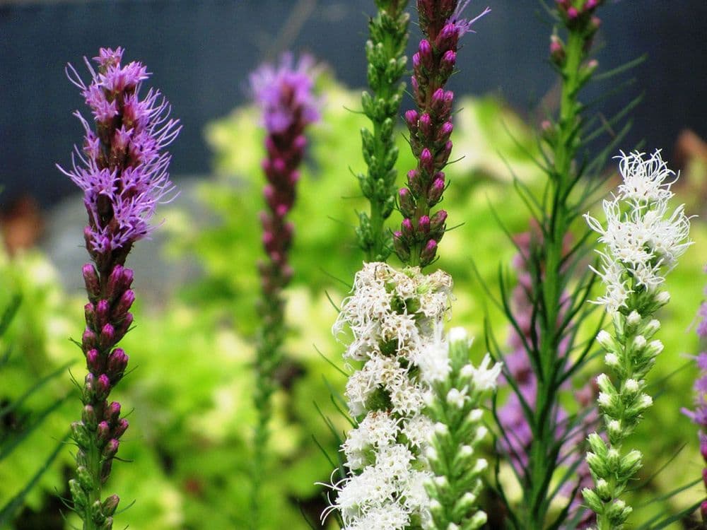 LIATRIS SPICATA MIXED