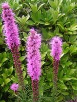 LIATRIS SPICATA PINK