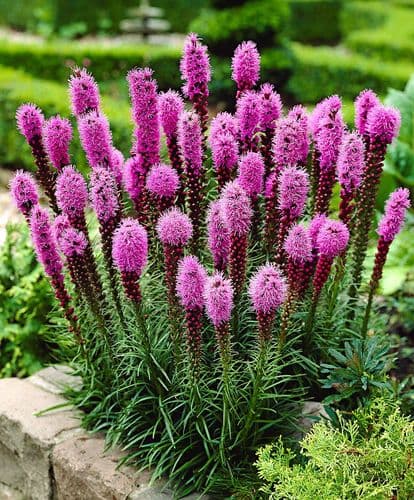 LIATRIS SPICATA PINK