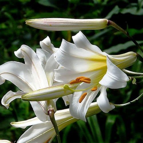 LILIUM CANDIDUM (MADONNA LILY)