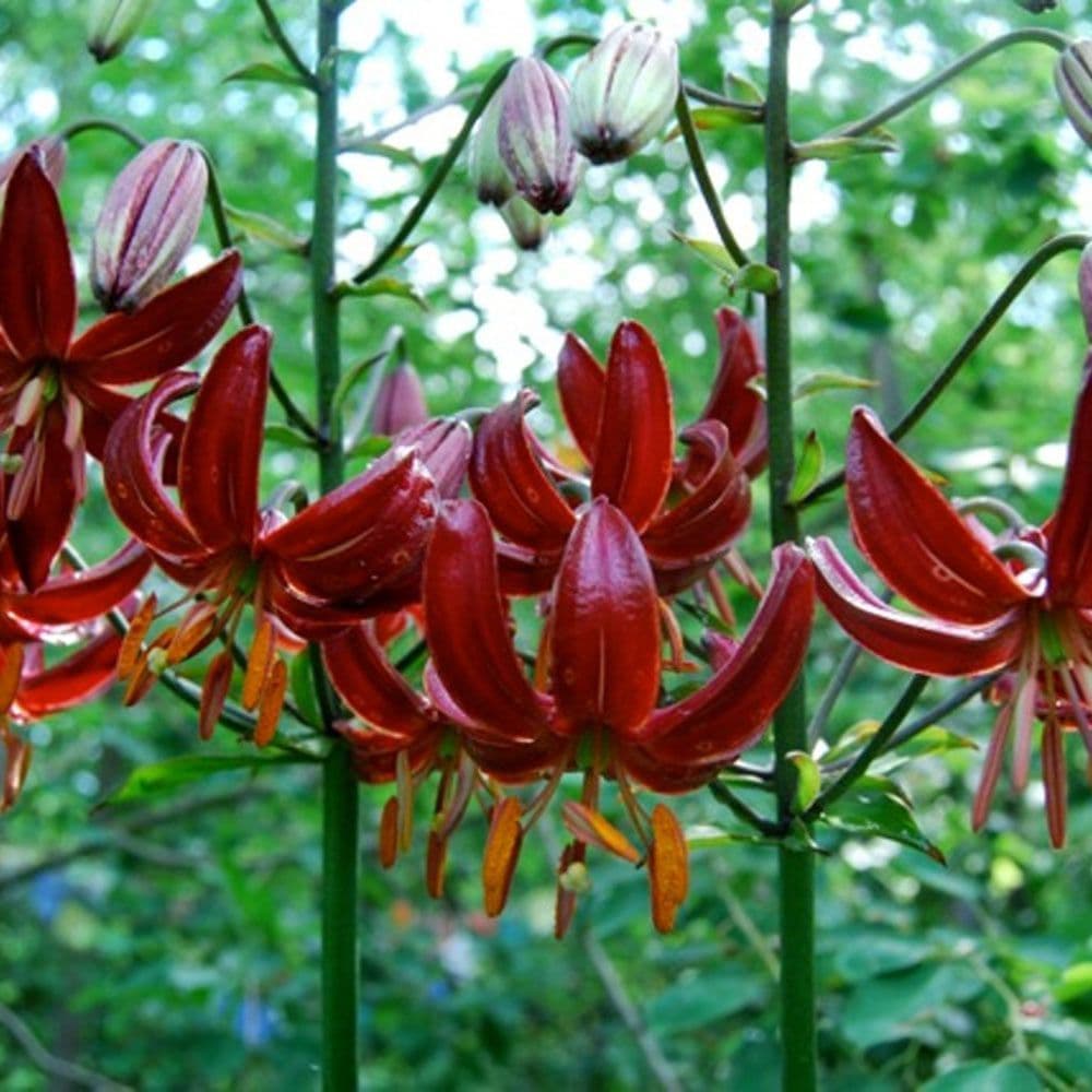 LILIUM MARTAGON CLAUDE SHRIDE TURK’S CAP LILY