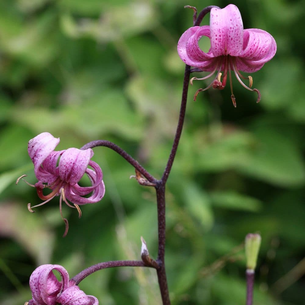 LILIUM MARTAGON TURK’S CAP LILY