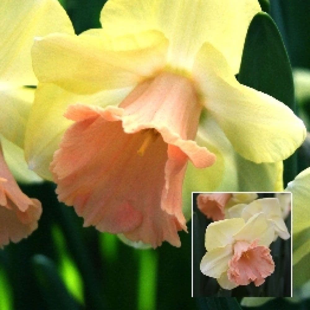 LORIKEET TRUMPET NARCISSI