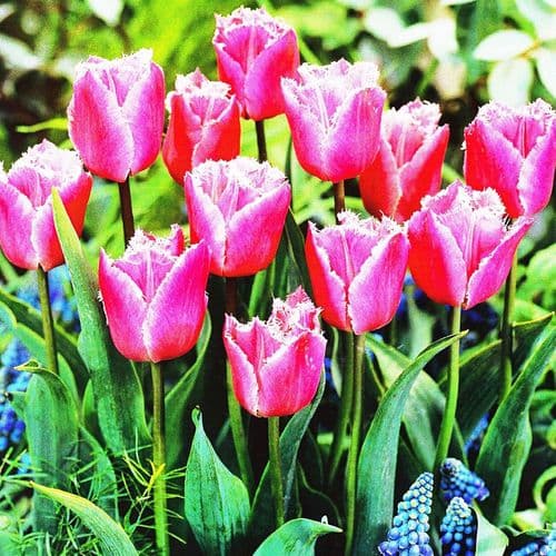 LOUVRE FRINGED (CRISPA) TULIP