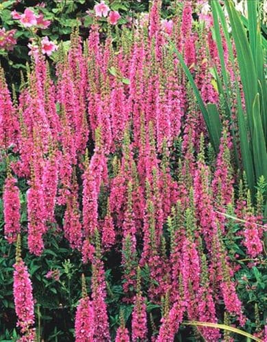 LYTHRUM SALICARIA ROBERT