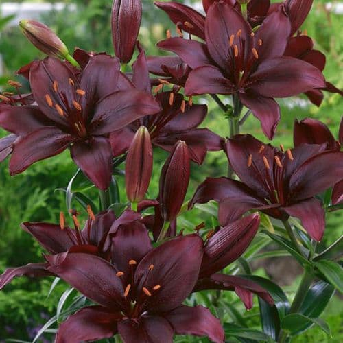 MAPIRA LONGIFLORUM ASIATIC LILY