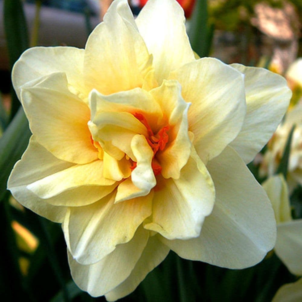 MARY COPELAND DOUBLE NARCISSI