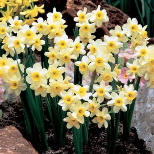 MINNOW NARCISSUS Miniature Daffodil/Narcissi