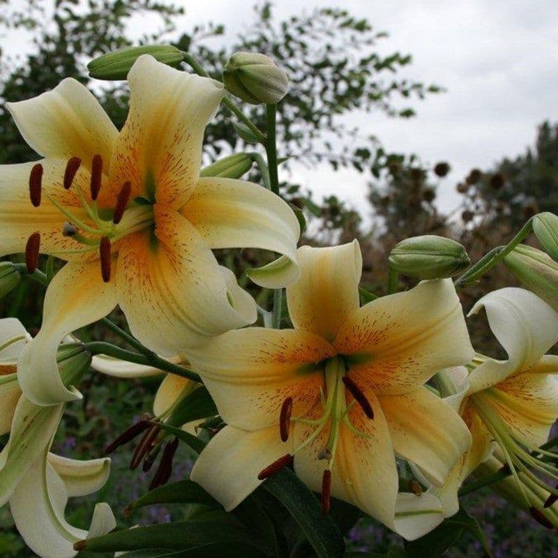 MISTER CAS ORIENTAL TRUMPET LILY (TREE LIKE LILY)
