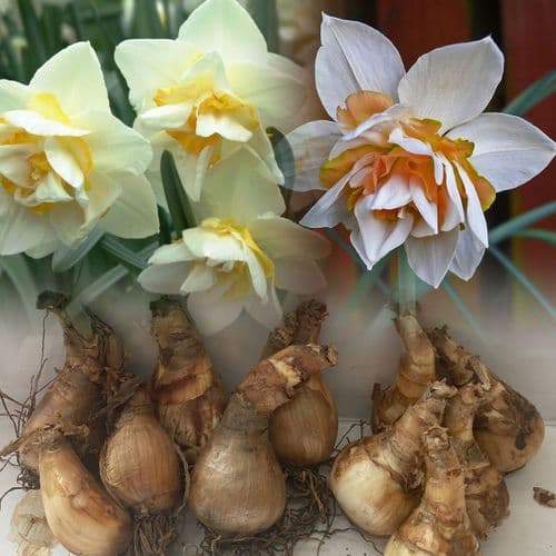 MIXED 10 REPLETE/10 WHITE LION DOUBLE DAFFODILS