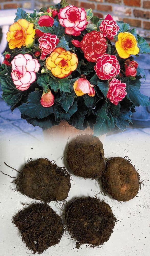 MIXED BEGONIA PICOTEE TYPE