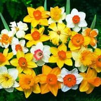 MIXED DAFFODIL & NARCISSI BY COUNT
