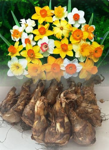 MIXED DAFFODIL & NARCISSI BY COUNT