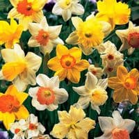 MIXED DAFFODIL & NARCISSI BY COUNT