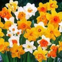 MIXED DAFFODIL & NARCISSI BY COUNT