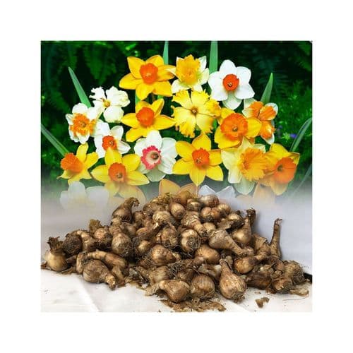 MIXED DAFFODIL/NARCISSUS BULBS BY WEIGHT