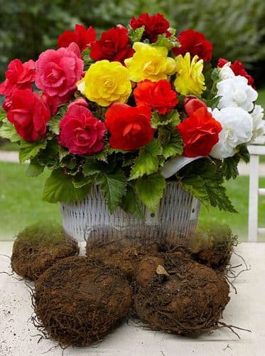 MIXED DOUBLE BEGONIA