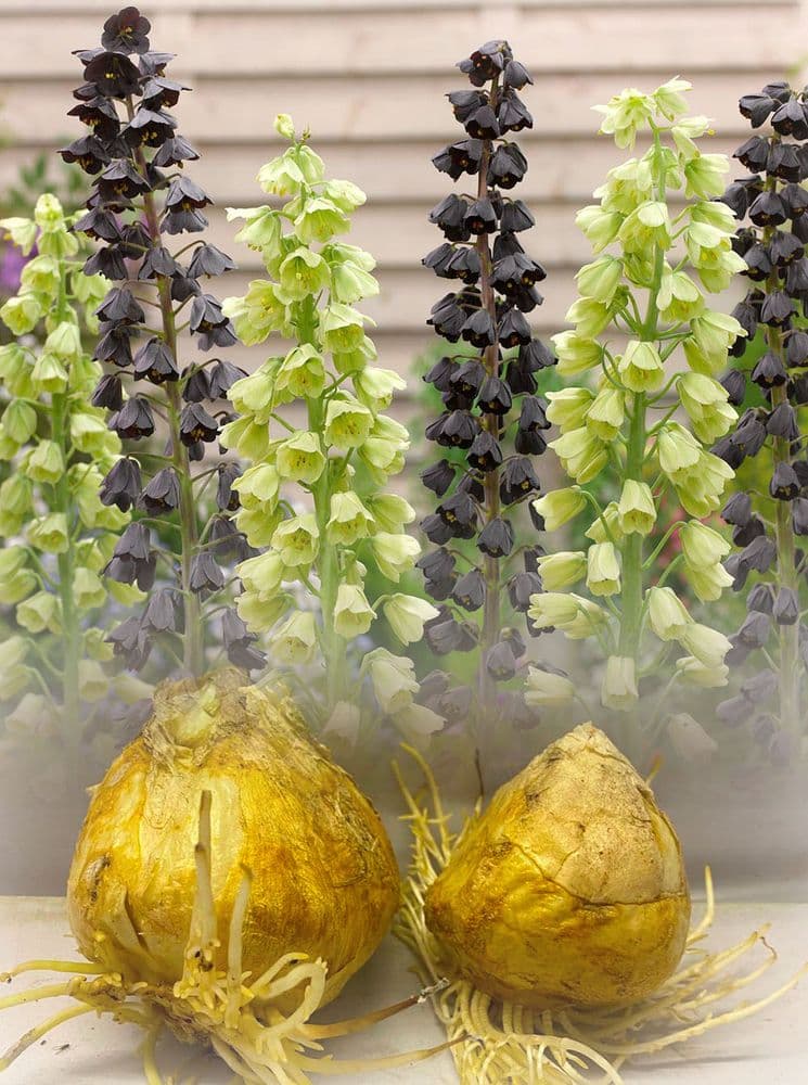 MIXED FRITILLARIA PERSICA ADIYAMAN