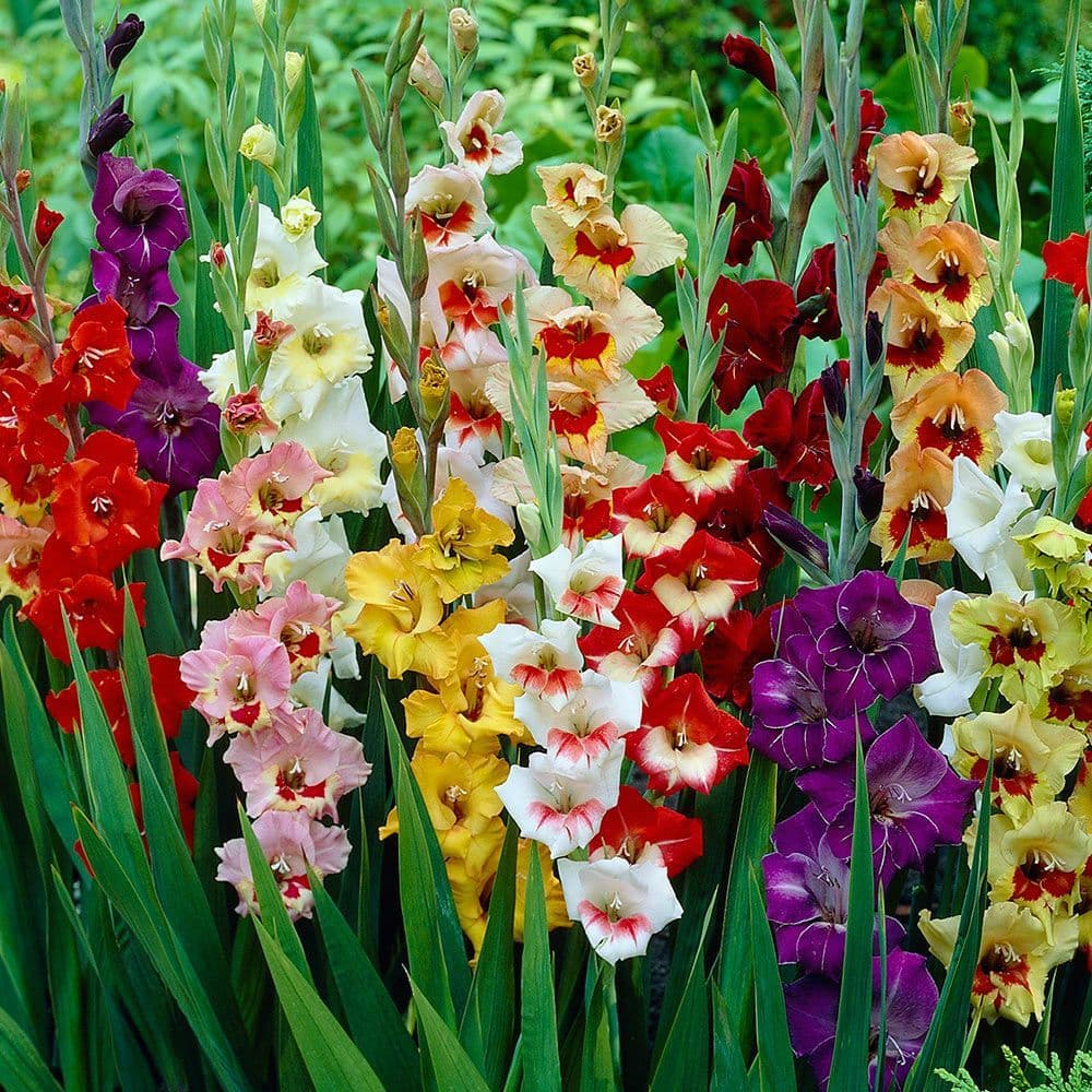 MIXED GLADIOLI LARGE FLOWERED