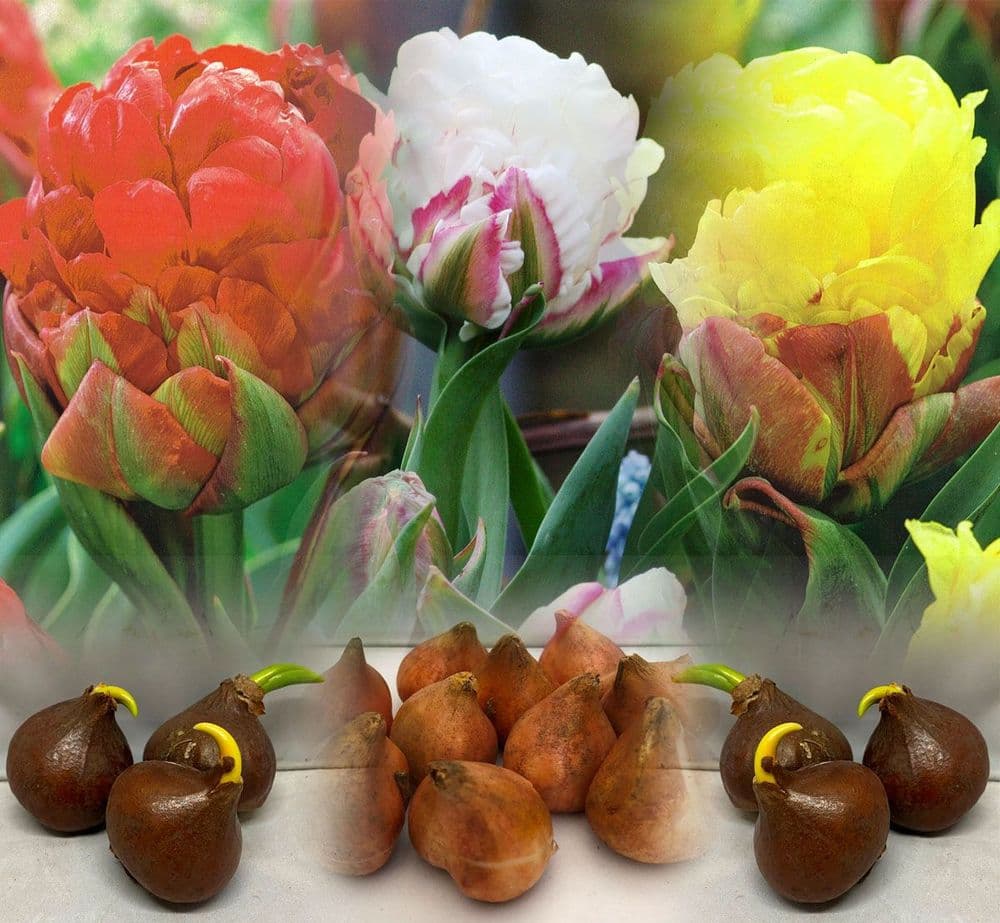 MIXED ICE CREAM DOUBLE LATE (PAEONY FLOWERED) TULIPS