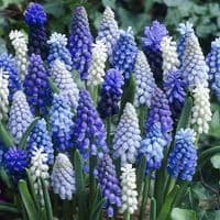 Mixed  Muscari Collection Grape Hyacinths